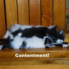 Contentment!