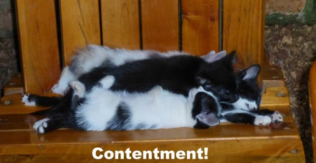 Contentment!