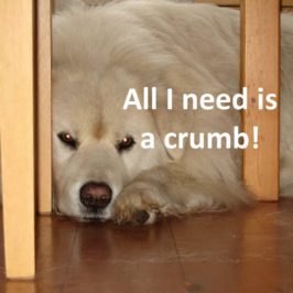 All I need is a crumb!