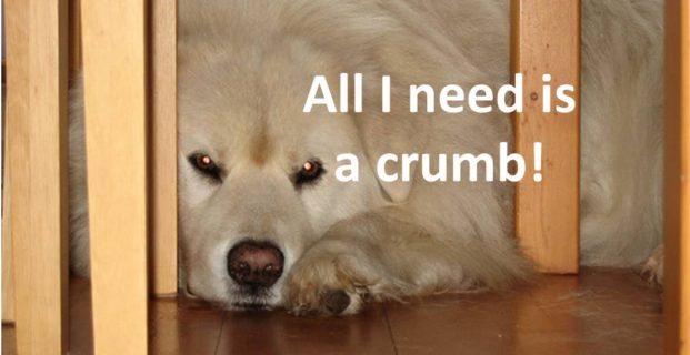 All I need is a crumb!