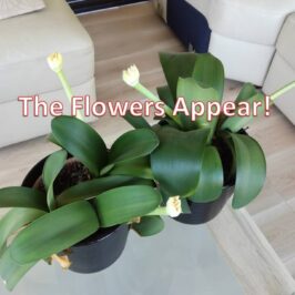 The Flowers Appear!